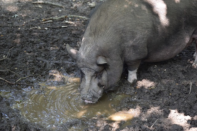 的舆论压力 的舆论压力